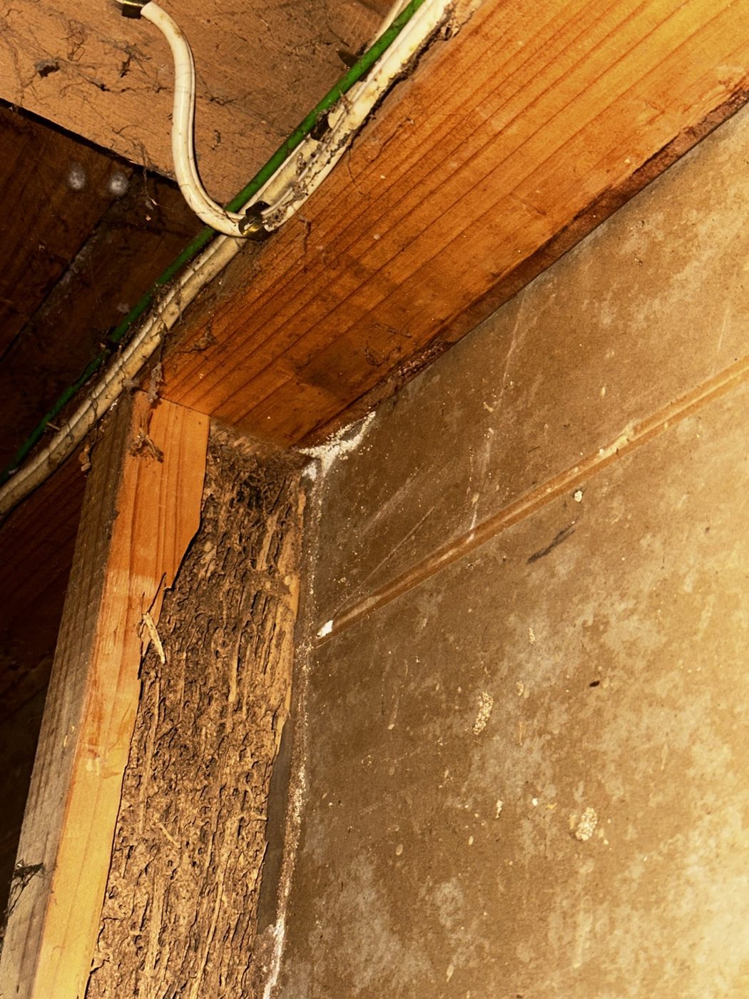 Termite damage visible along interior timber