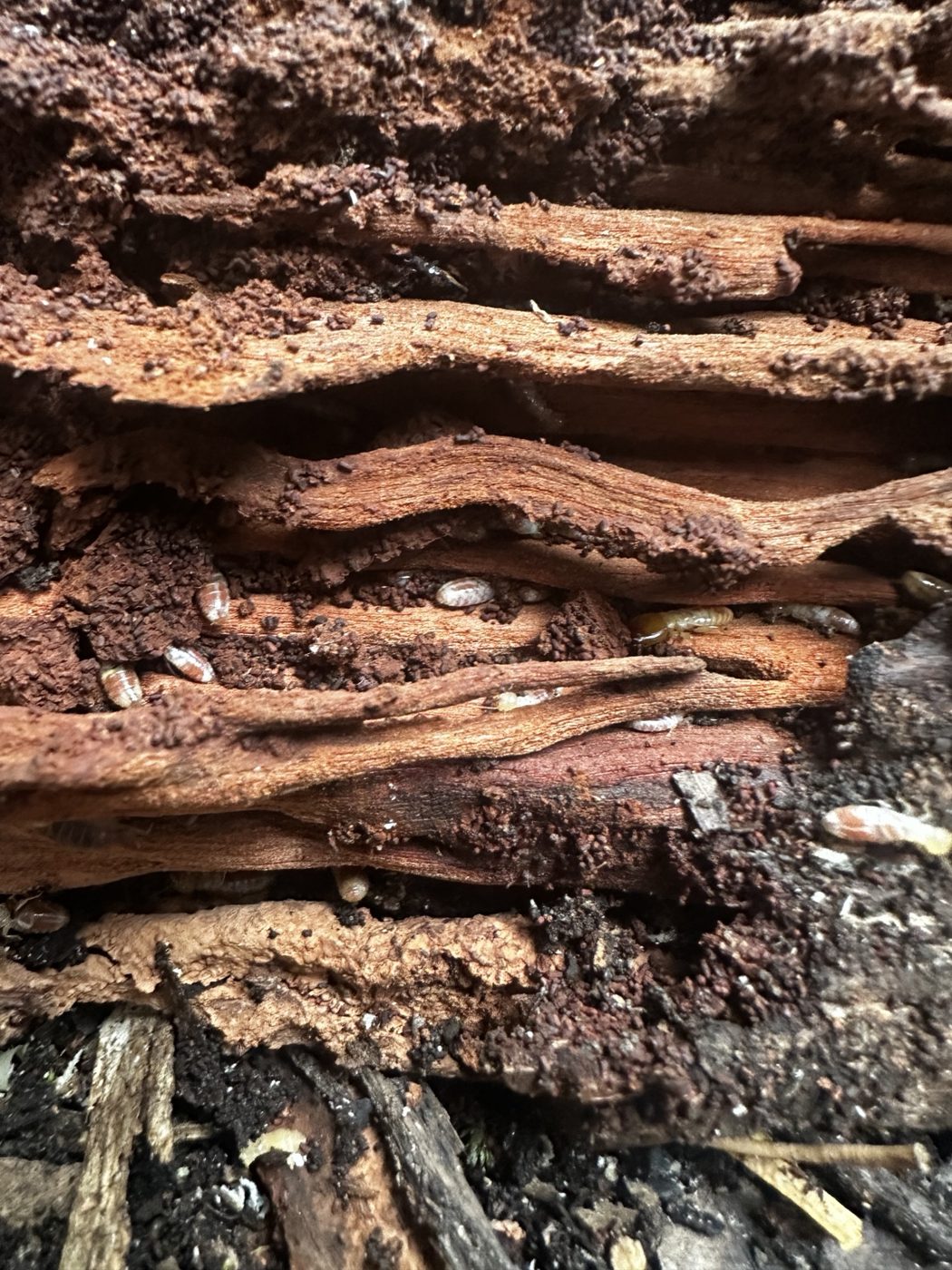 Close view of timber damage