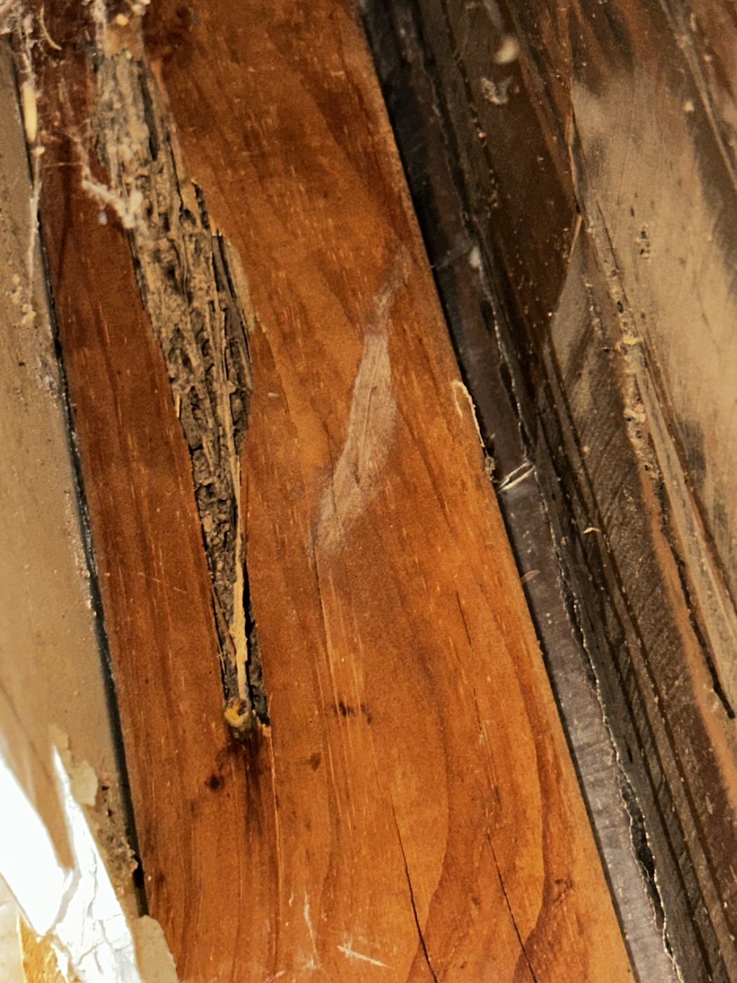 Damaged timber uncovered during inspection