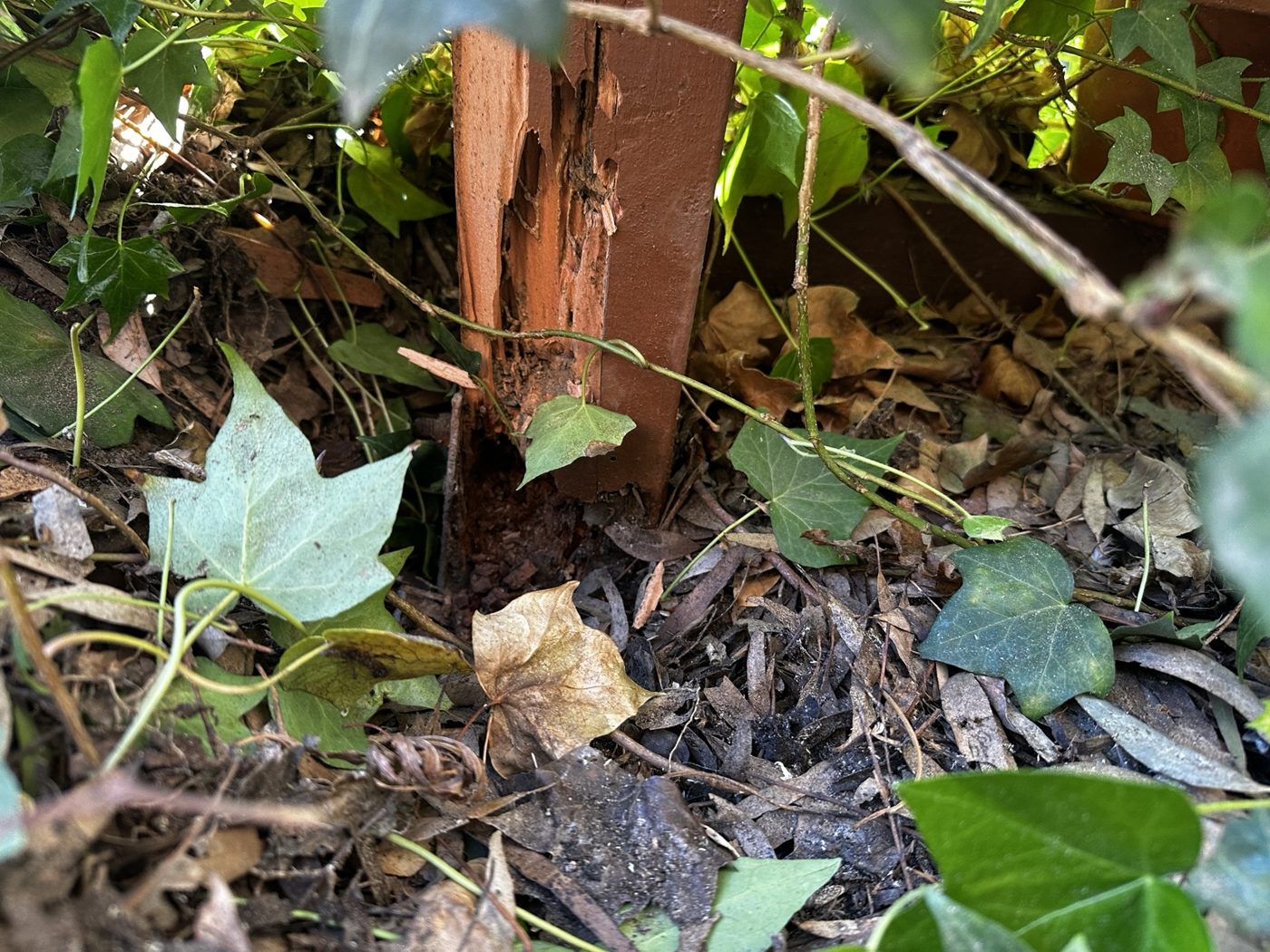 Damaged outdoor timber near ground level